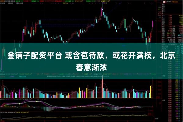 金铺子配资平台 或含苞待放，或花开满枝，北京春意渐浓